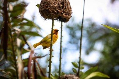 Küçük bir kuş yeşil otların arasında oturur. Kepek için kuş uçtu