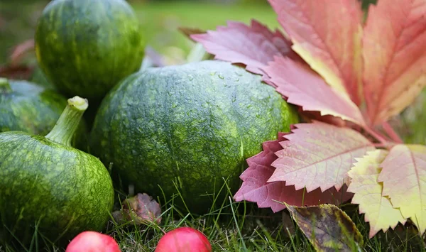 Cosecha de cultivos agrícolas girasoles calabaza y manzanas con uvas — Foto de Stock