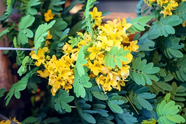 Blümchen zur Dekoration und zum Geruch. tropische Blumen auf einem b — Stockfoto