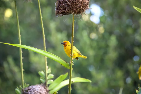 Ein kleiner Vogel sitzt im grünen Gras. Der Vogel flog zur Kleie — Stockfoto