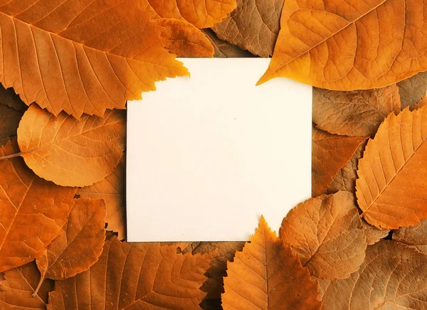 Background of yellow leaves with a paper form