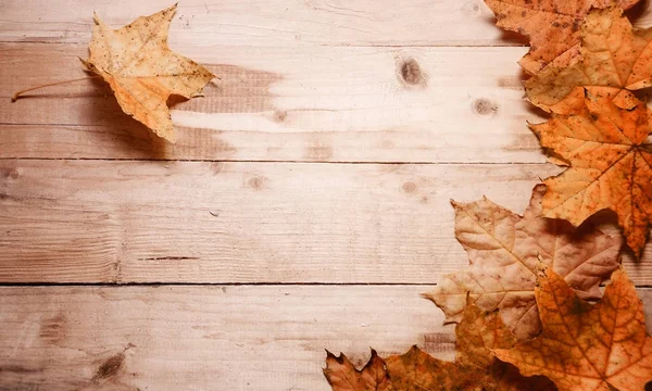 El arce deja el otoño sobre el fondo — Foto de Stock