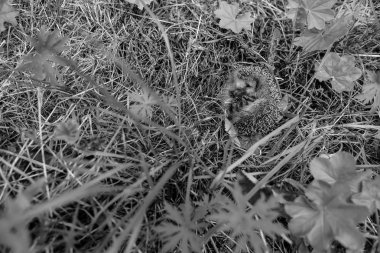 otların arasında oturan kirpi