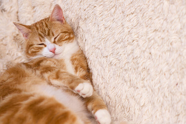 Red cat lying on the bed. Pet  couch resting. Fluffy cat sleepin