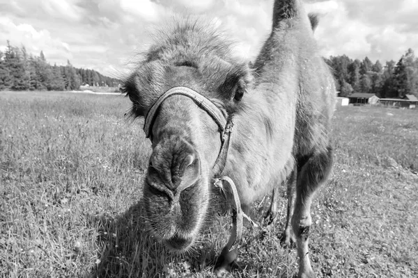 Camel, chodzenie w polu — Zdjęcie stockowe
