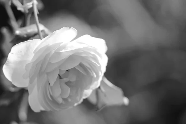 Fleurs dans le jardin le jour — Photo