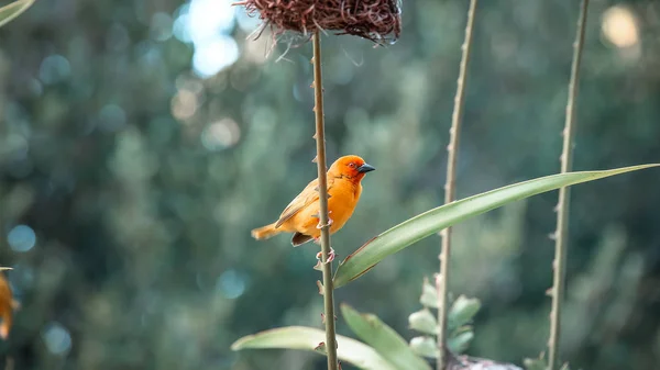 Egy kis madár ül a zöld fűben. A madár repült a korpa — Stock Fotó