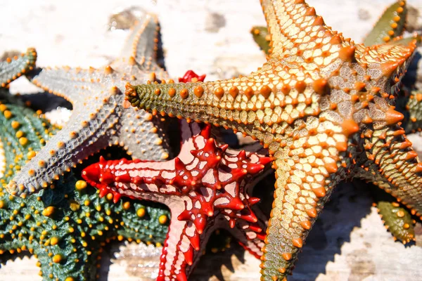 Zeester in de lagune van het zuidelijke strand van de Oceaan. Marin — Stockfoto