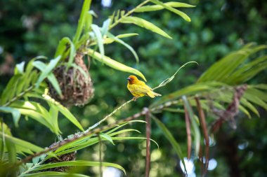 Küçük bir kuş yeşil otların arasında oturur. Kepek için kuş uçtu