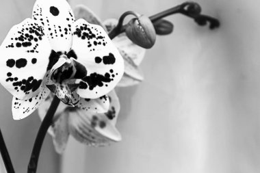 Bir pencere güzel orkide çiçek. Güzel orkide çiçek üzerinde bir