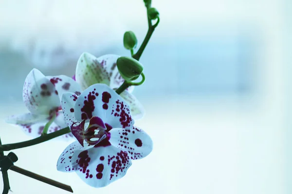 Beautiful Orchid flower on a window. Flower in the house. Decora — Stock Photo, Image