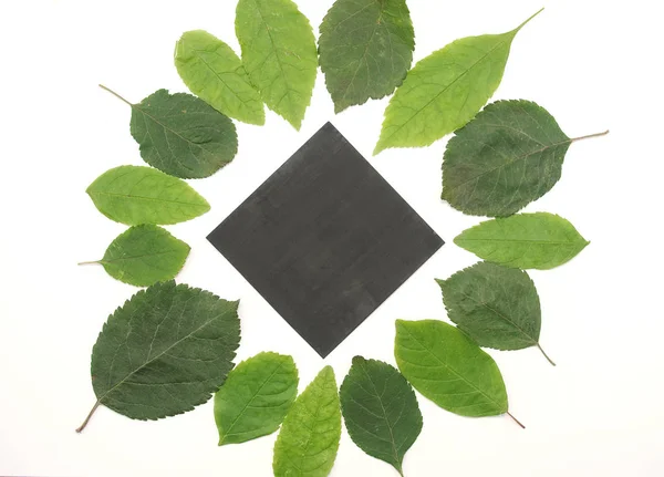 A zöld levelek, egy papír háttér — Stock Fotó