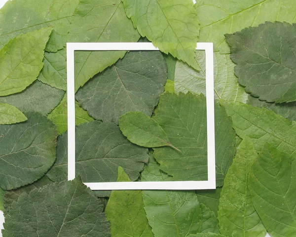 Achtergrond van groene bladeren met een papier — Stockfoto