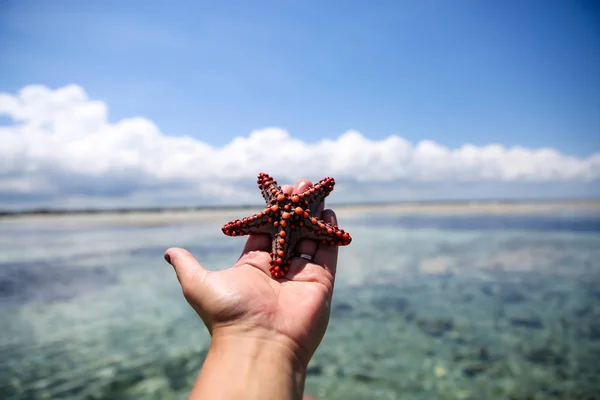 Estrella de mar en la laguna en la playa sur en el océano. Marín. — Foto de Stock