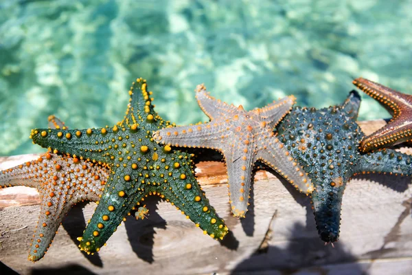 Estrella de mar en la laguna en la playa sur en el océano. Marín. — Foto de Stock