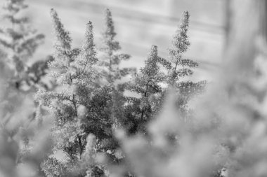 Gündüzleri bahçede çiçek