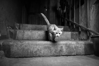 A yolunu yitirmek kedi merdivenlerinde