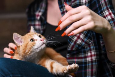 Kızlar elinde yavru kedi