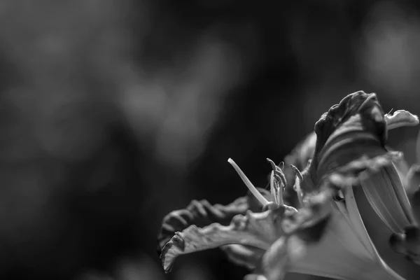 日庭の花 — ストック写真