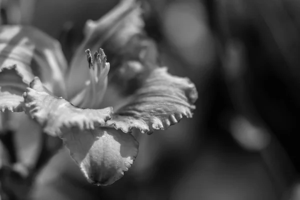 Flores no jardim de dia — Fotografia de Stock