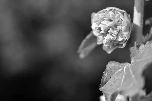 Flores en el jardín de día — Foto de Stock