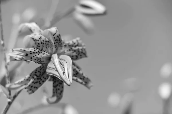 Fleurs dans le jardin le jour — Photo