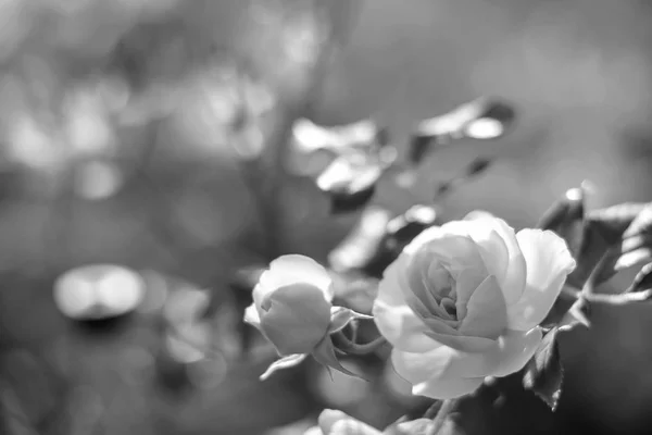 日庭の花 — ストック写真