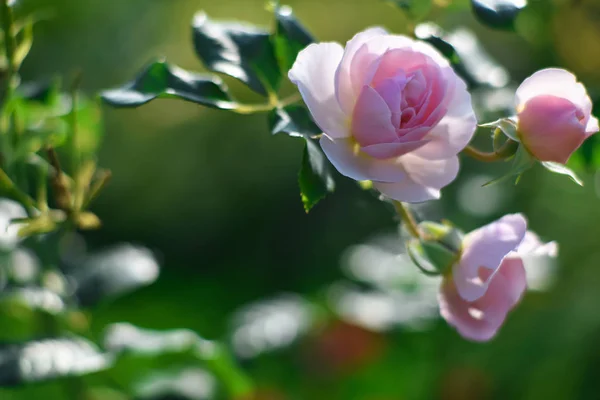 De rozen in de tuin — Stockfoto