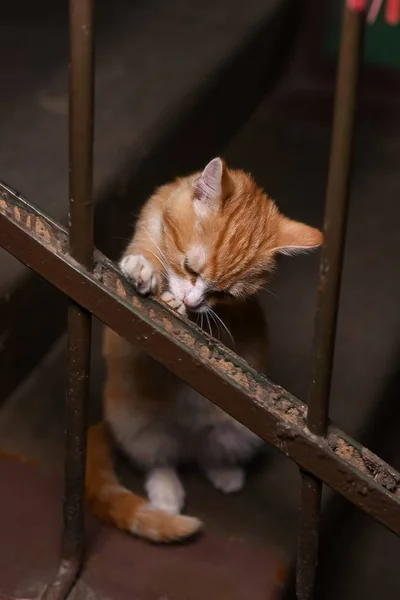 Eine streunende Katze im Treppenhaus — Stockfoto