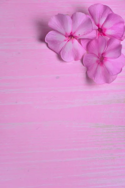 Flores rosadas sobre una mesa de madera — Foto de Stock