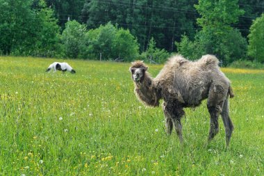 Deve alanına yürüyor 
