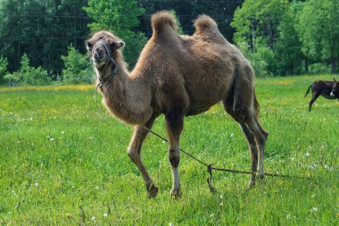 Deve alanına yürüyor 