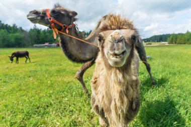 Deve alanına yürüyor 