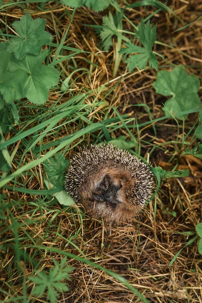 Hérisson assis dans l'herbe — Photo