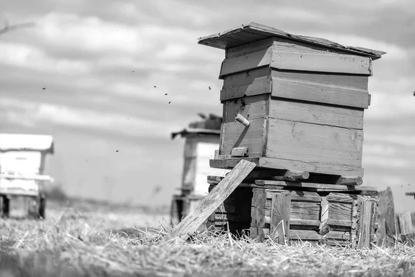 Bee hive standing in field — Stock Photo, Image