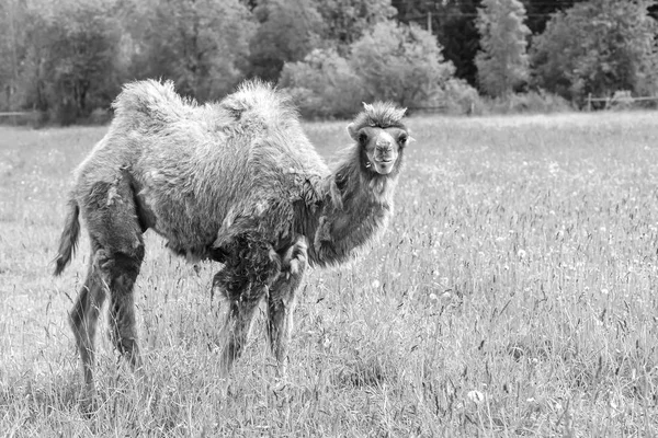 Camel, chodzenie w polu — Zdjęcie stockowe