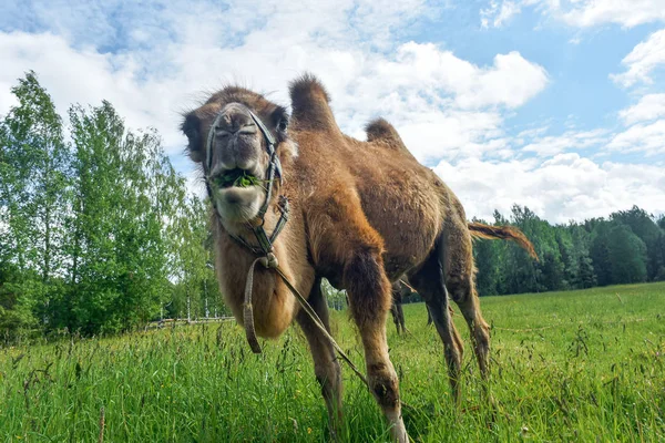 Camel, chodzenie w polu — Zdjęcie stockowe