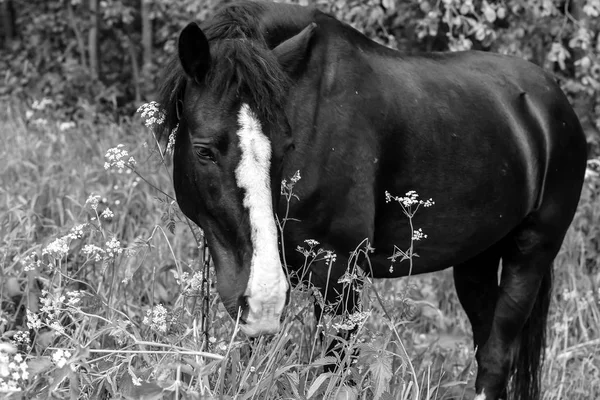 Выпас лошадей в полевые дни — стоковое фото
