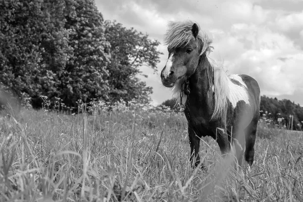 Pony grazing in field day — Stock Photo, Image