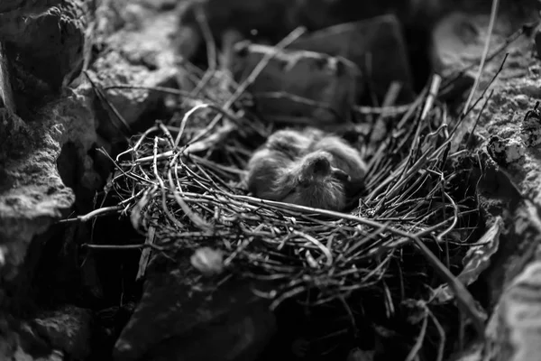 Pollitos en el nido — Foto de Stock