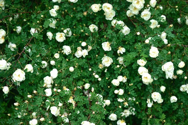 öğleden sonra bahçedeki güller