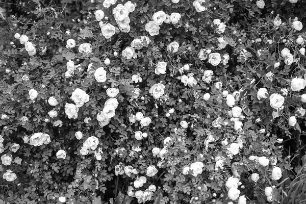 Kwiaty w ogrodzie przez dzień — Zdjęcie stockowe