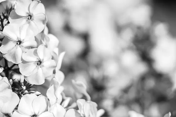 Gündüzleri bahçede çiçek — Stok fotoğraf