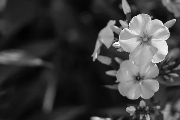 Flowers in the garden by day — Stock Photo, Image