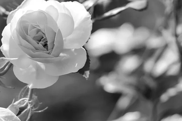 Fleurs dans le jardin le jour Photo De Stock