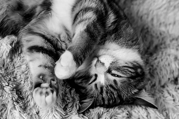 Gato acostado en la cama en casa.Gato rojo acostado en la cama. Mascota en la co —  Fotos de Stock