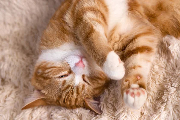 Kırmızı kedi yatakta yatıyordu. Dinlenme kanepe evde beslenen hayvan. Yatmalıyım kabarık kedi