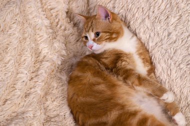 Kırmızı kedi yatakta yatıyordu. Dinlenme kanepe evde beslenen hayvan. Yatmalıyım kabarık kedi