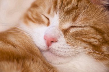 Kırmızı kedi yatakta yatıyordu. Dinlenme kanepe evde beslenen hayvan. Yatmalıyım kabarık kedi