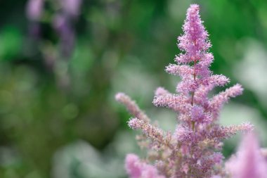 öğleden sonra bahçedeki güller